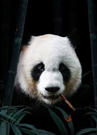 panda portrait wallpaper