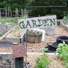 How To Start A Garden For Beginners