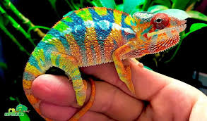 baby panther chameleon baby