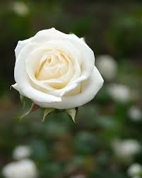 premium photo fresh white rose flowers