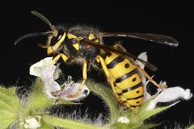 Wasp Identification 3 Simple Ways To Identify Wasps Pest Wiki