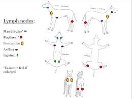 Dog Lymph Node Location Chart Www Bedowntowndaytona Com