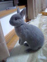 Cute Baby Bunnies Rabbit Breeds Cute