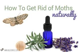 how to get rid of moths naturally