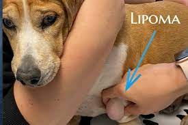 lipoma in dogs a vet explains what you