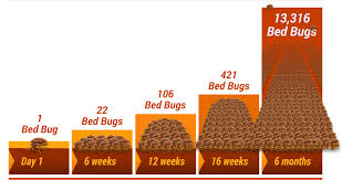 Bed Bug Treatments Shepherds Pest Control