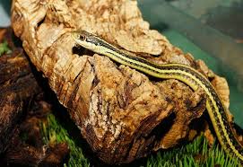 Most garter snakes boast bold coloration, lateral stripes and checkered patterns, making them fairly easy to spot. Are Garter Snakes Poisonous It S Time To Shed The Falsehoods Terminix