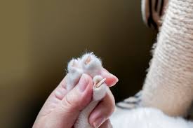 5 step guide how to trim cat nails