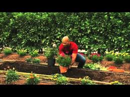 how to plant perennial gardens you