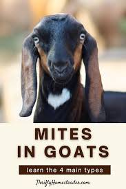 mites in goats