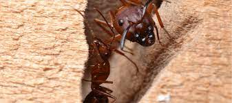 your guide to carpenter ants in texas