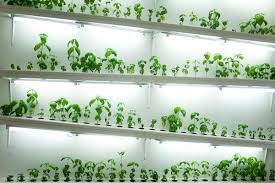 indoor hydroponic systems herb garden
