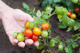 how to prune a tomato plant