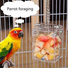 parrot intelligence feeder bird seed