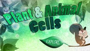 Unlike the eukaryotic cells of plants and fungi, animal cells do not have a cell wall. Plant Cell And Animal Cell Difference Biology For Kids Mocomi