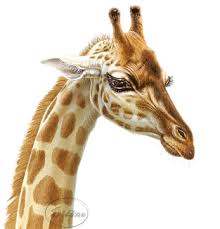 Znalezione obrazy dla zapytania żyrafa gify
