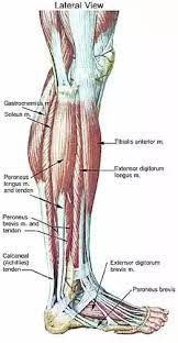 Some common causes of leg pain include: Pin On Excercise