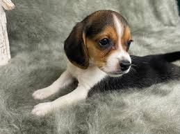 available puppies perfect pocket beagles