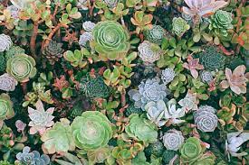 Succulent Plants Succulent Plant Lot