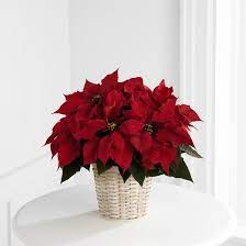 the ftd red poinsettia basket small