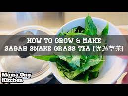 As sabah snake is not well documented. How To Grow And Make Sabah Snake Grass Tea ä¼˜éè‰èŒ¶ Step By Step Youtube