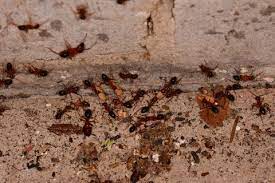 Davenport es una ciudad de los estados unidos localizada a orillas del río misisipi en el condado de scott, del que es además su sede, en el estado de iowa. Exterminate Carpenter Ants Quad Cities Area Iowa Illinois Termite Pest Control Inc