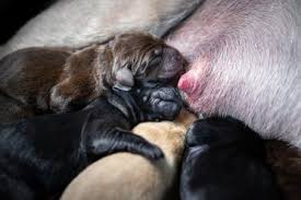 How Much Often Long To Feed A Newborn Puppy Animalso
