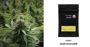 Maybe you would like to learn more about one of these? Find Weed Delivery App Toronto Ontario Hempyolo Com