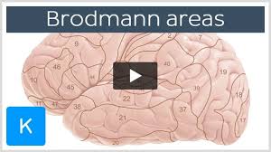 brodmann areas anatomy and functions