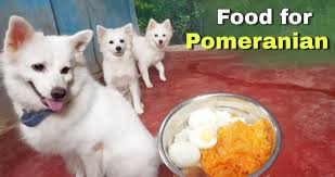 8 best dog foods for pomeranians in
