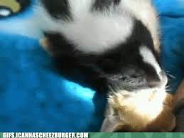 Share the best gifs now >>>. Pepe Le Pew Is Real Animal Gifs Gifs Funny Animals Funny Gifs
