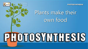 Plants Homework Help Photosynthesis And Pollination