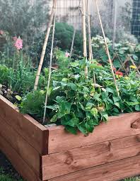 How To Grow A Kitchen Herb Garden