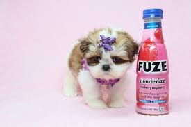 They are outgoing and playful, yet carry themselves in a proud manner. Shih Tzu Puppy Dog For Sale In Las Vegas Nevada