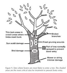 Shot holes in bark indicate damage; Wood Boring Insects Of Trees And Shrubs How To Prevent And Treat Them