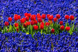Red and blue flowers together. Red Tulips In Field Of Blue Flowers Stock Photo Picture And Royalty Free Image Image 29615158