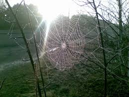 How does a spider spin a web between two trees?