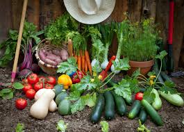easy vegetables to grow in your garden