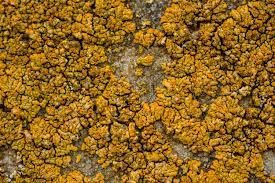 what is yellow mould and is it