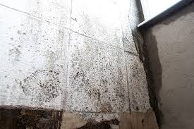Why Does Mould Grow After A Fire