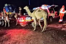 Пожалуйста пожалуйста помогите пжпжпжппжпжпжпжпжпжпжпж 2 read the story again. Camel Rescued After Five Animal Long Camel Train Man And His Dog Run Into Trouble At Mount Buller