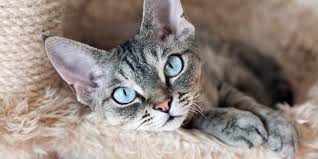 They include both long haired cat breeds as well as short haired cats. The Best Cats For Allergies Daily Paws
