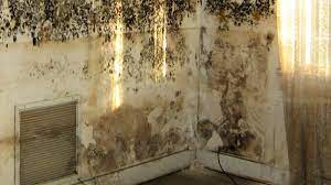 How To Treat Mould On Interior Walls