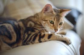 Oriental cats are highly active and busy cats. Bengal Cat Breed Information