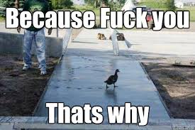 Because Fuck you Thats why - concrete duck - quickmeme via Relatably.com