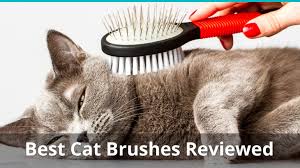 Cats with hair of 2 inches or less are considered to have short hair, such as. Reviewing The Best Cat Brushes To Keep Your Kitty S Fur Healthy Shiny