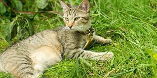 10 fantastic facts about tabby cats