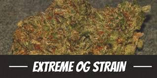 Extreme Og Weed Strain Review And