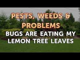 bugs are eating my lemon tree leaves