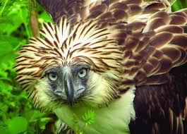 Eagles are some of the largest birds. Philippine Eagle The Peregrine Fund